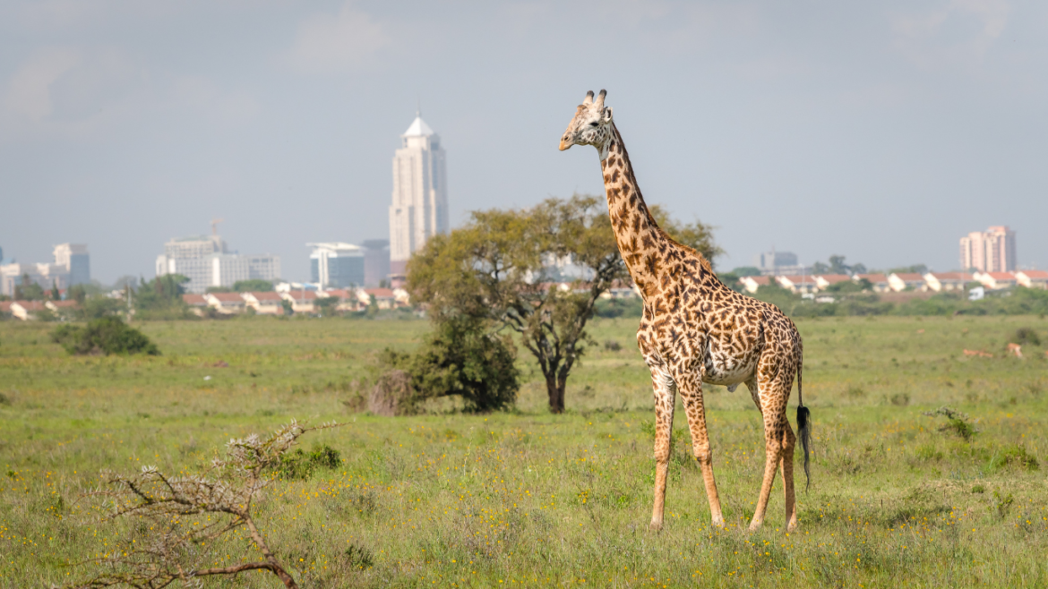Nairobi attractions - Nairobi National Park