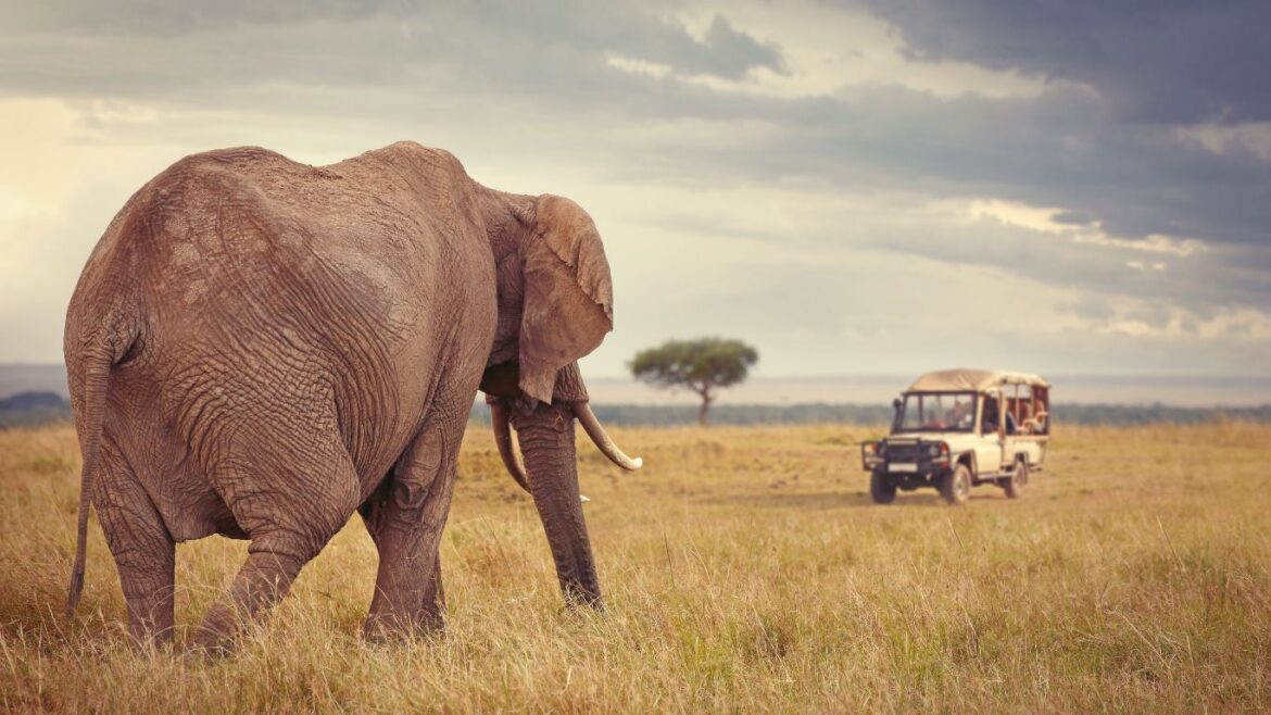Explore the Spectacular Wonders of Kenya Tourism